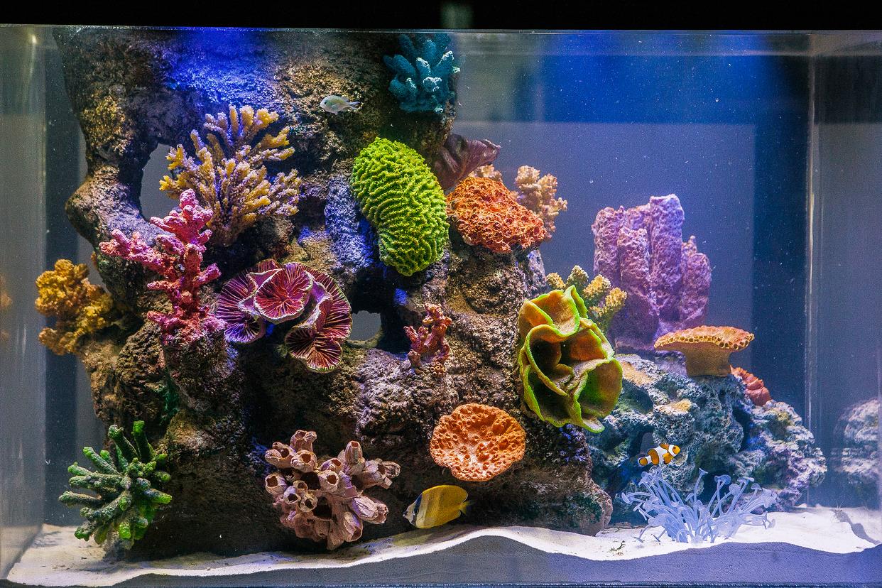 哪些魚最好養？揭秘家庭水族箱的完美居民！