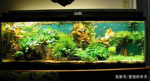 水族箱燈具選擇與光源顏色對(duì)魚(yú)類的生態(tài)影響