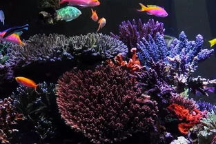絕了！這半島布局海缸真是美絕了 打造夢幻水族箱的藝術(shù)指南